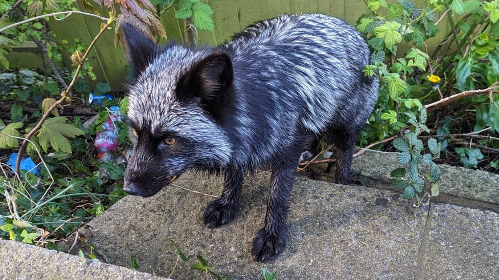 Black fox