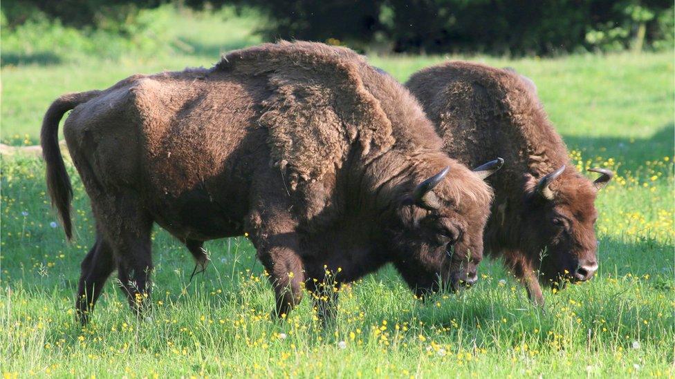 european-bison