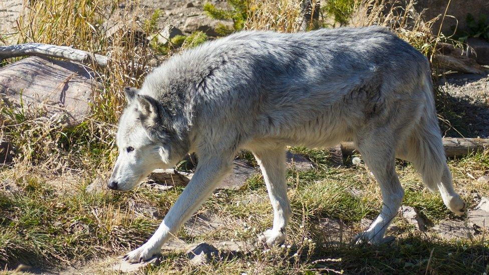 Wolf walking