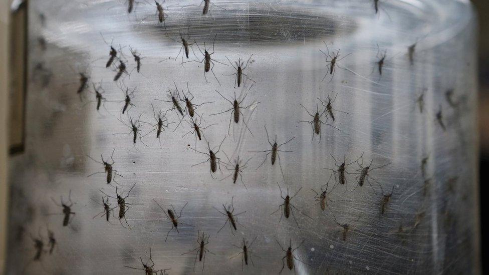 Aedes aegypti mosquitos are seen in a lab at the Fiocruz institute on January 26, 2016 in Recife, Pernambuco state, Brazil. The mosquito transmits the Zika virus and is being studied at the institute. In the last four months, authorities have recorded close to 4,000 cases in Brazil in which the mosquito-borne Zika virus may have led to microcephaly in infants