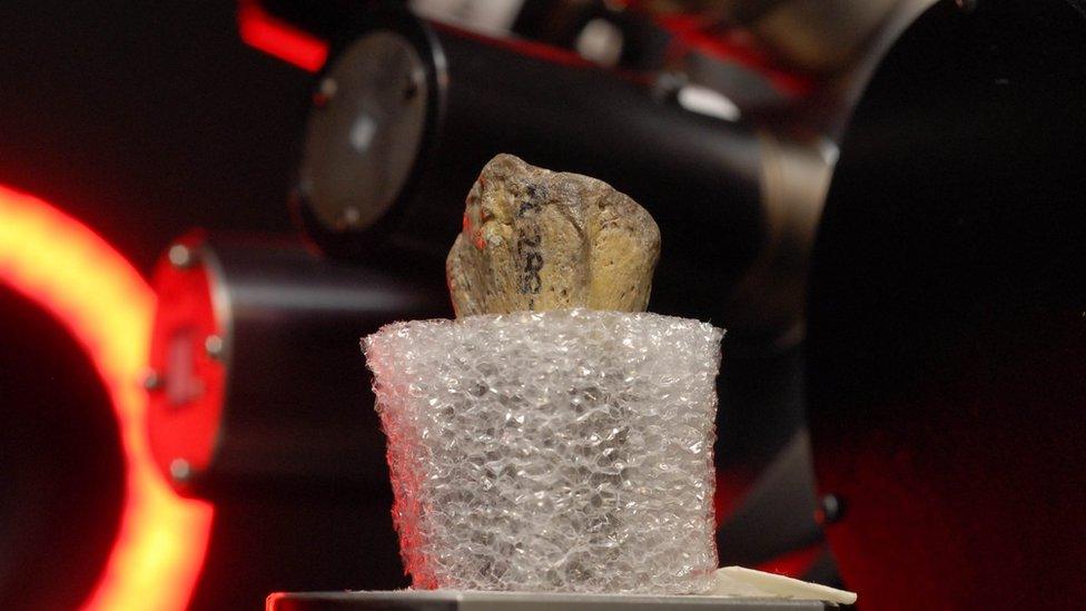 fossil specimen in scanner