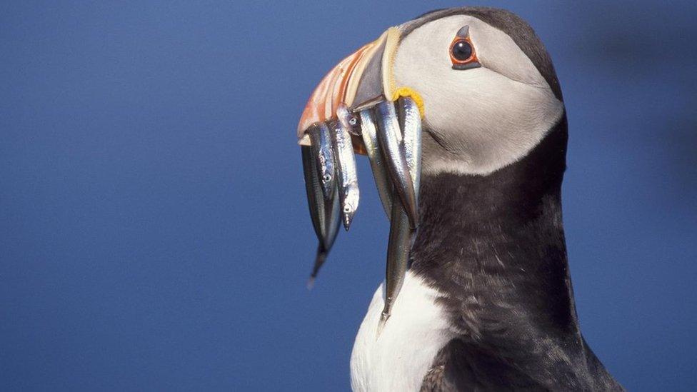 Puffin with eels