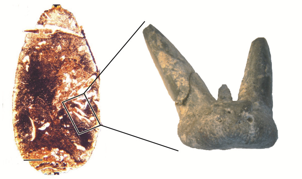 Coprolite section and example tooth