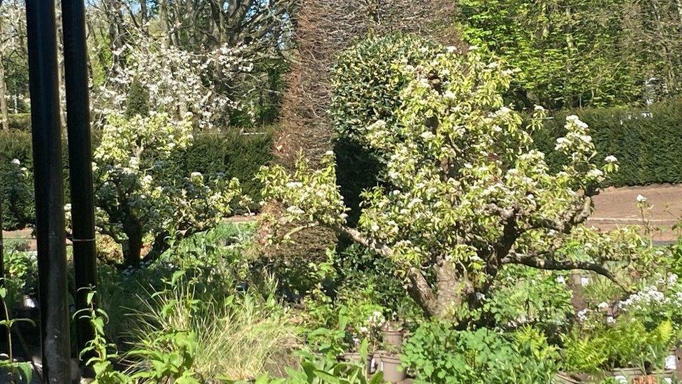 Pear and fig trees in the coronation garden