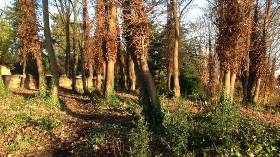 woods where homeless people often sleep in Wrexham