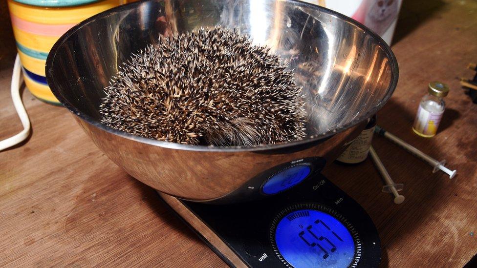 A-hoglet-being-weighed