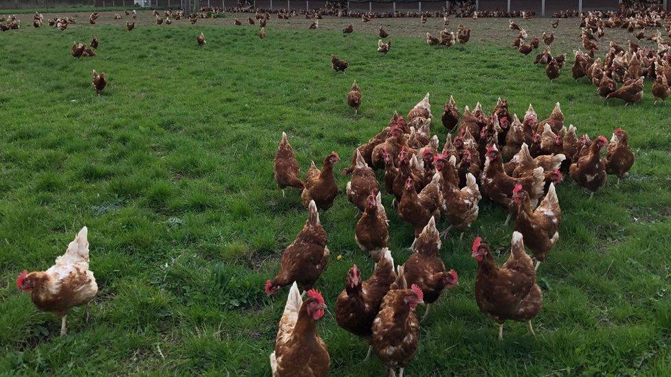 Hens at Fluffetts Farm