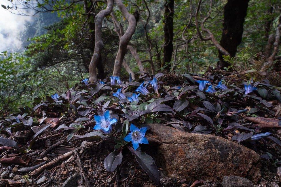 A forest floor in Cangshan Mountain,Dali,Yunnan Province, China