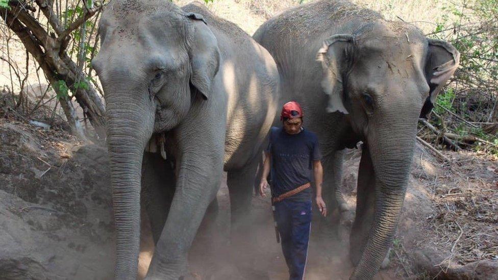 Thai elephants