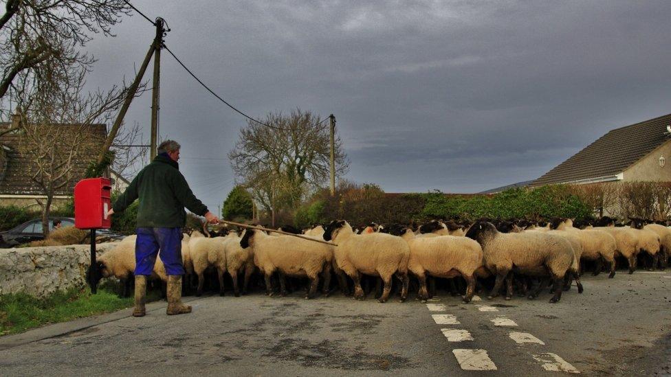 Sheep are moved for winter lambing in Rhosybol, Anglesey.