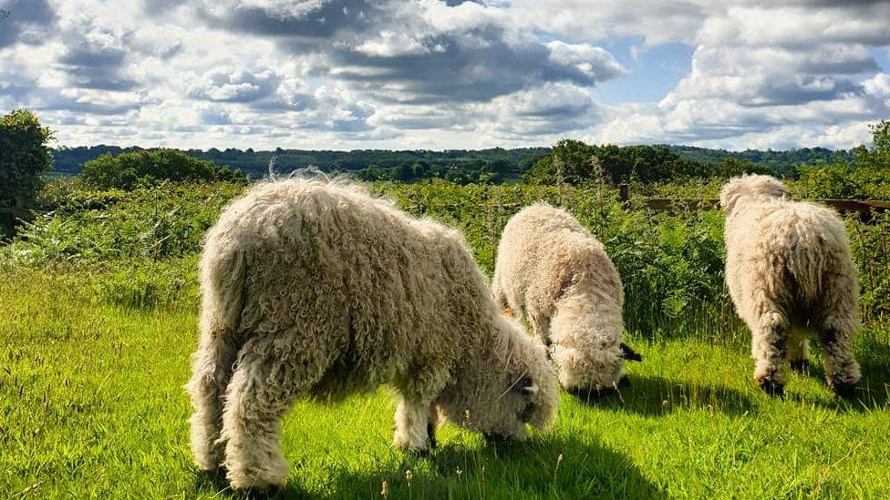 Sheep at Fair Oak Farm, Mayfield