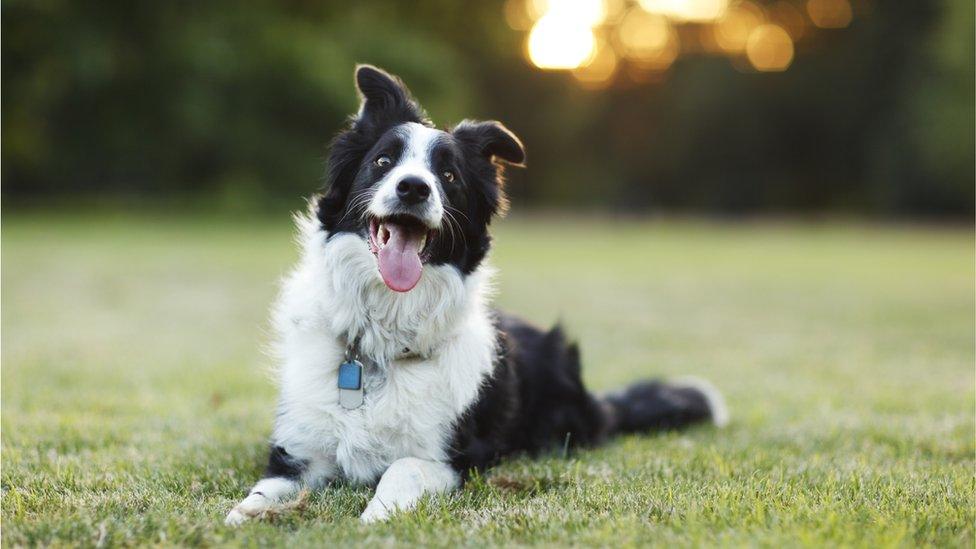 A Border Collie