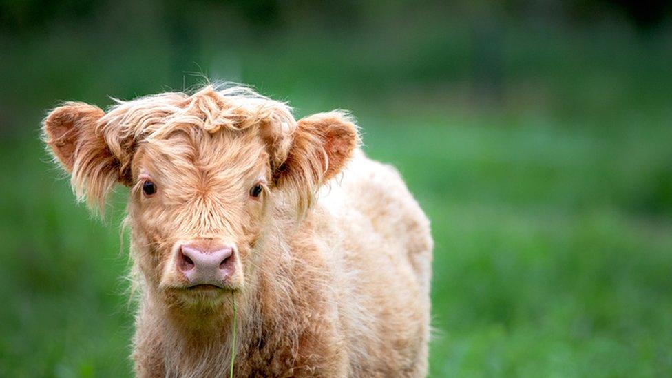 Cute fluffy cow