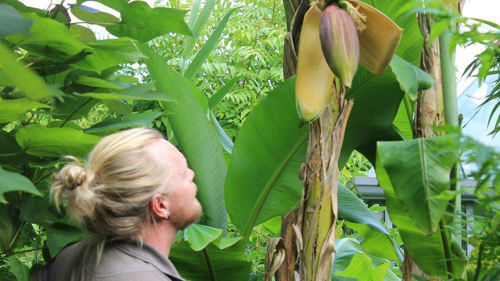 Russ Watkins, Floral Team Leader at RHS Harlow Carr, and the banana plant