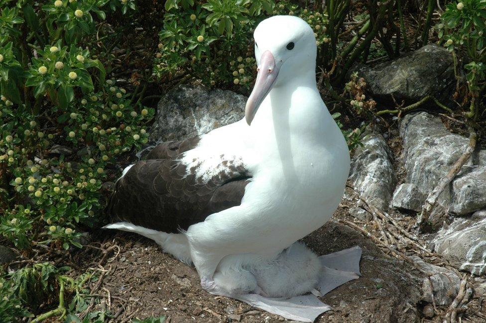 Northern Royal albatross