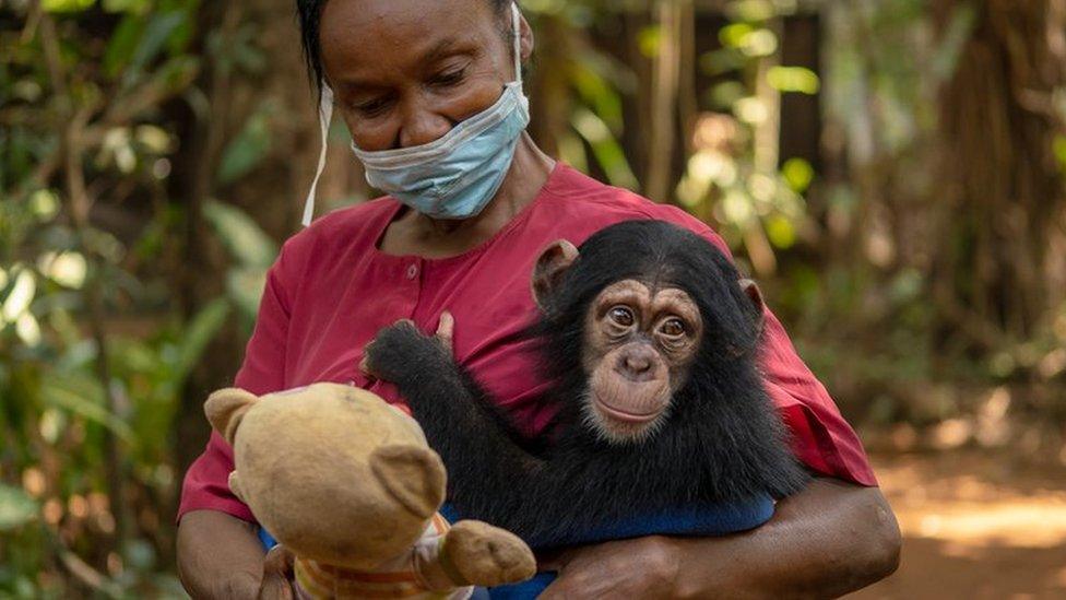 Posseh Kamara takes care of the orphaned baby chimps at the sanctuary