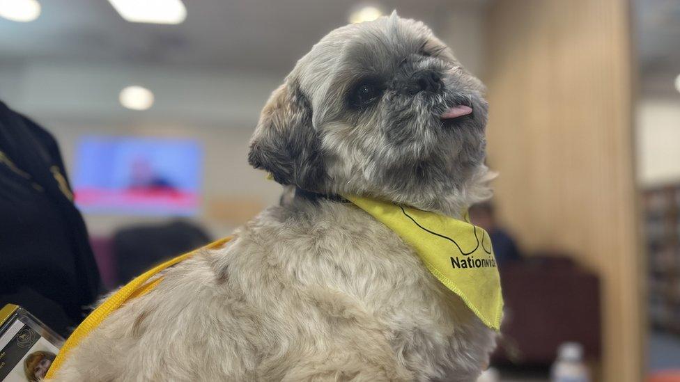 Alfie, the six-year-old Shih Tzu