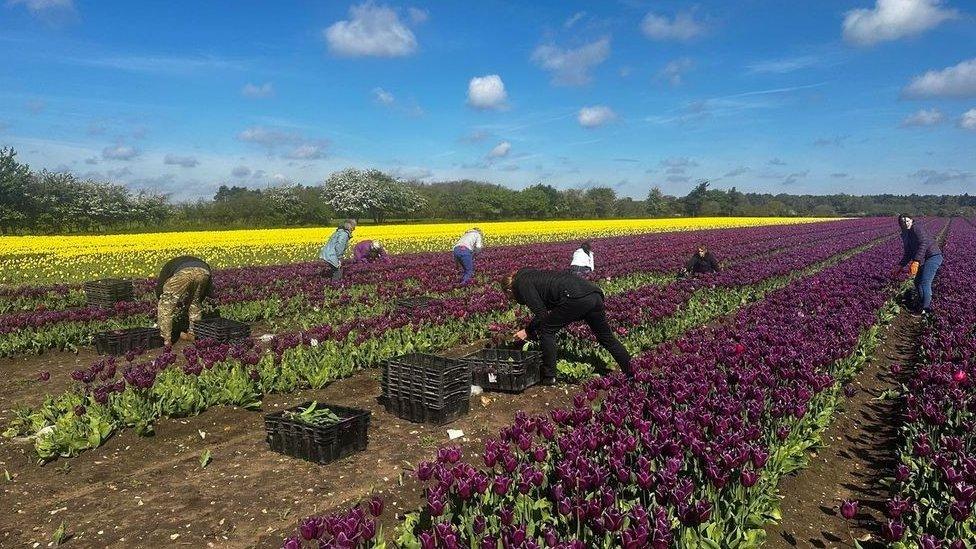 Volunteers cutting tulips