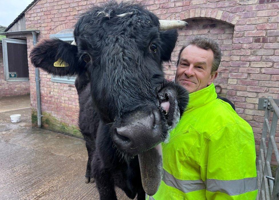 Jon Beresford and cow