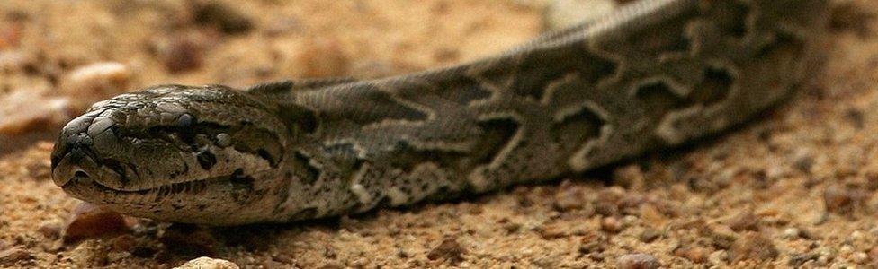 African Rock Python