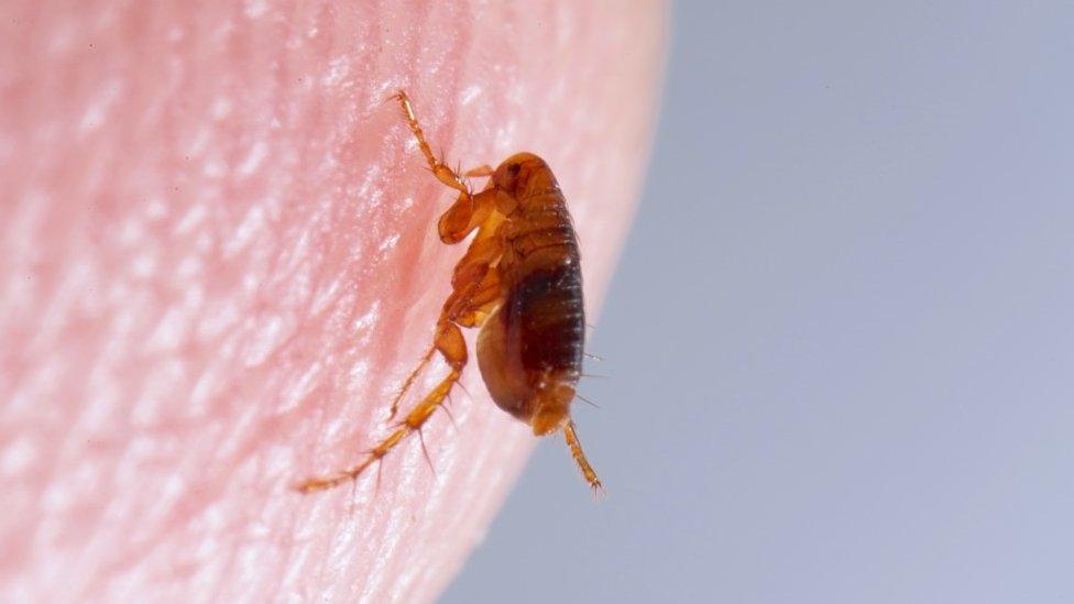 A flea on human skin