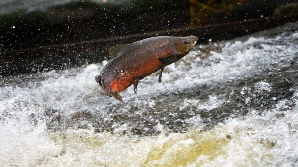 A file picture of an Atlantic salmon leaping out of the rough waters of a river cascade