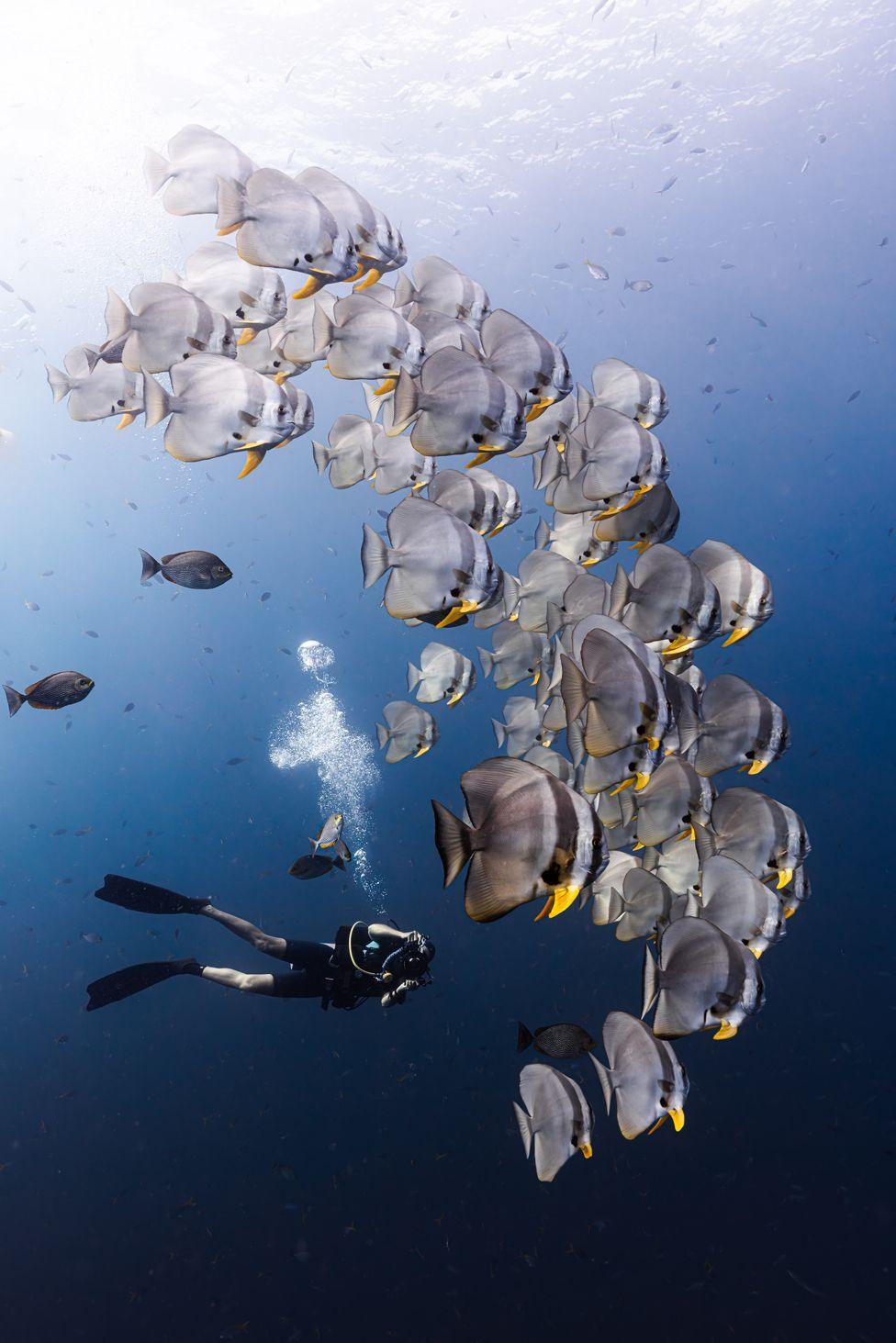 A large school of batfish swim in unison in Koh Tao, Thailand
