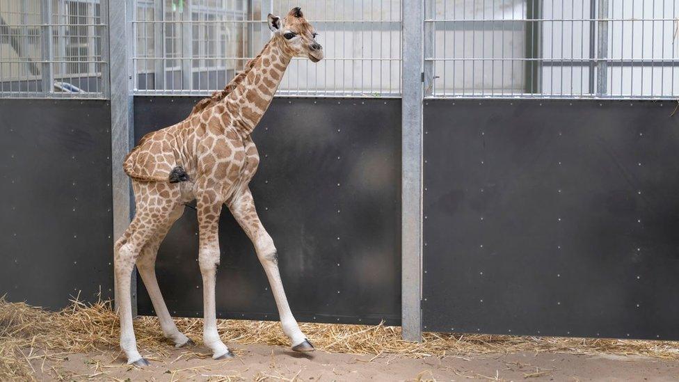 Baby giraffe