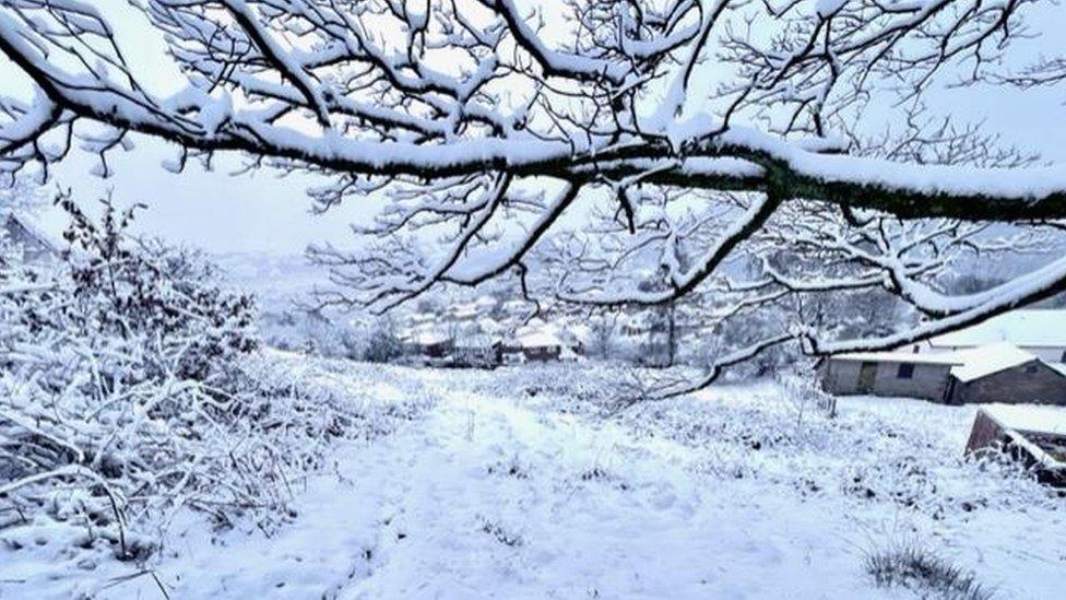 Snow settled on trees in Pontypridd