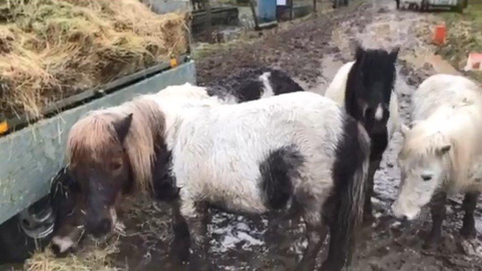 Shetland ponies eating from a trailer