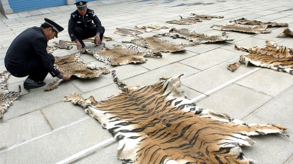 Tiger skins