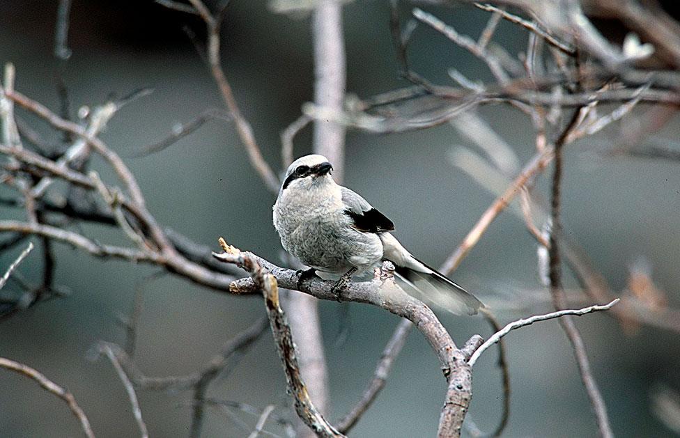 Northern shrike on a branch in Arctic refuge