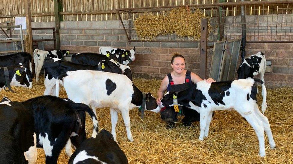 Abi and her cows