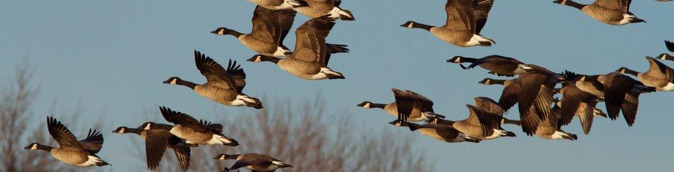 Geese migration