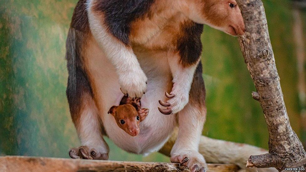 goodfellows tree kangaroo joey poking out of mum's pouch