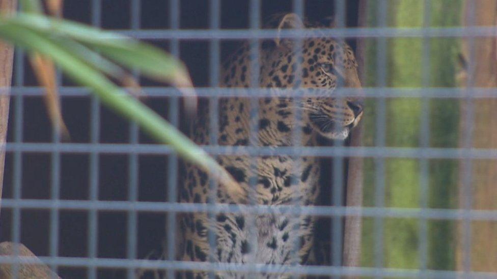 Borth zoo