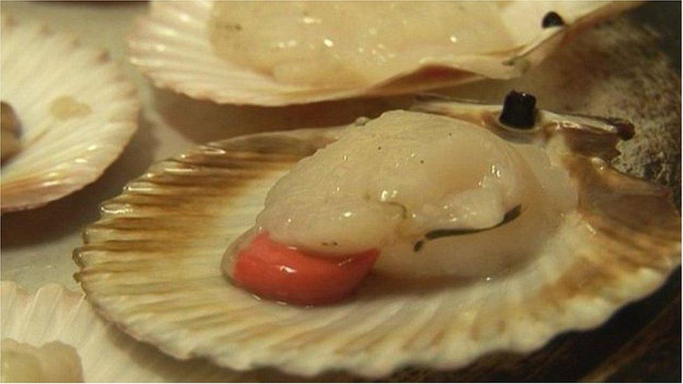 Scallops