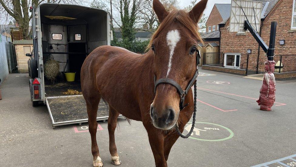 A brown horse getting off a horsebox in a school playground