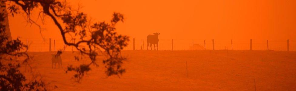 Cattle against a red sky in Australia fires