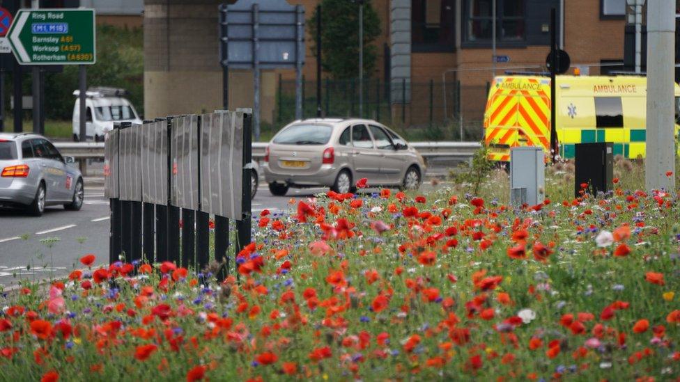 Roadside meadow in Sheffield