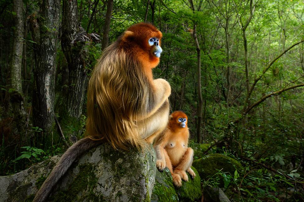 Qinling golden snub-nosed monkeys