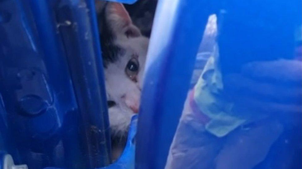 Cat stuck in car in Runcorn