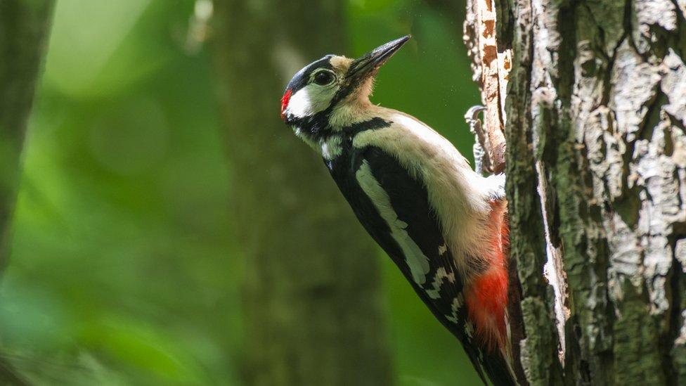 Woodpecker