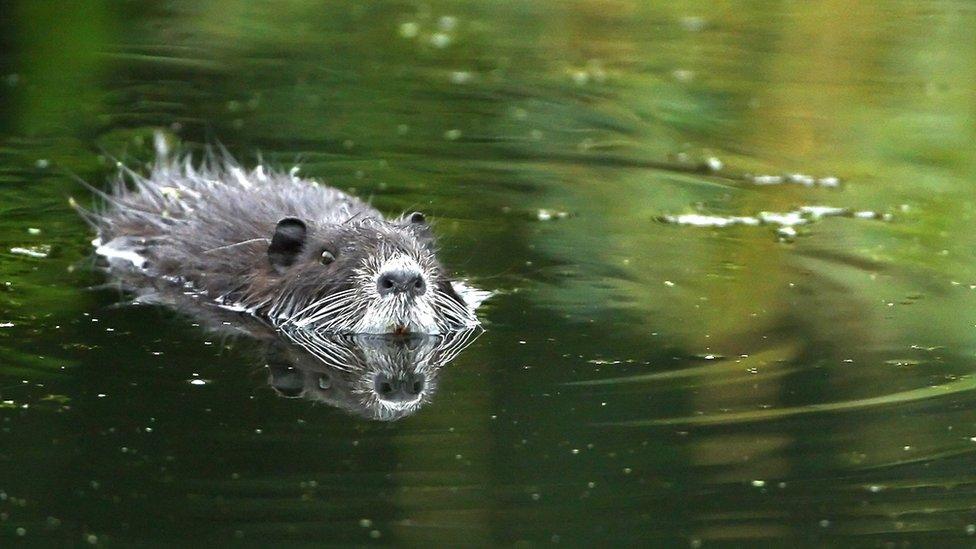 Beaver in Germany