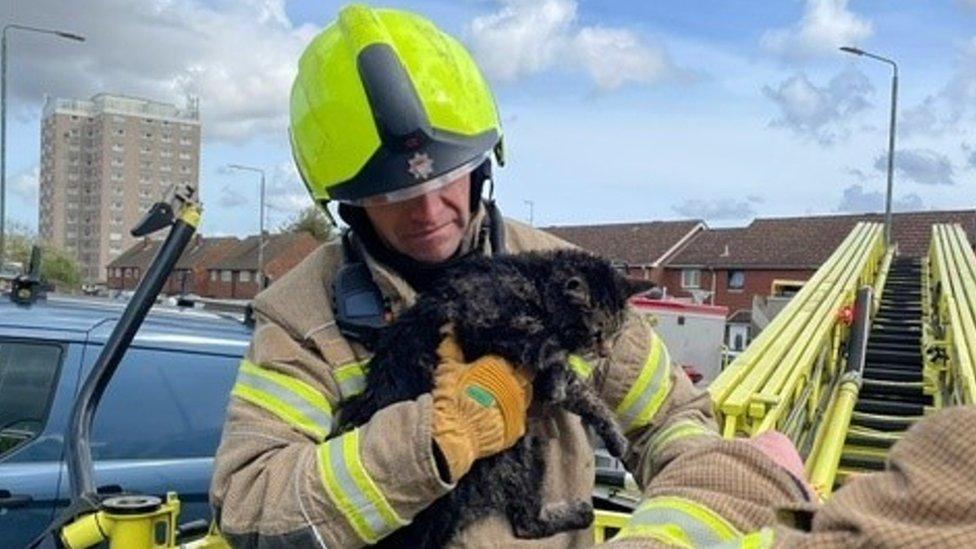 Image of a firefighter holding a ragged small cat in his arms