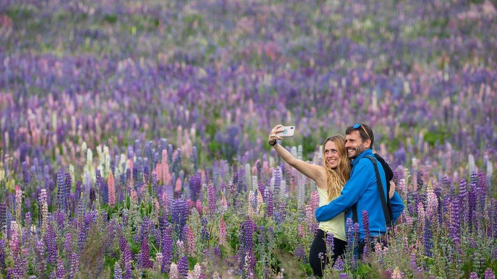 A couple takes selfies at colorful lupin fields in Tekapo, Mackenzie Country, in the central South Island of New Zealand