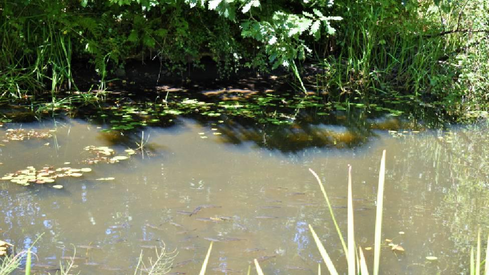 Fish in the Tennant Canal