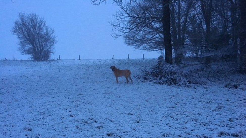 A dog enjoying the frosty weather