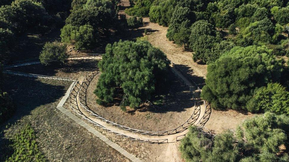 olive tree in Italy