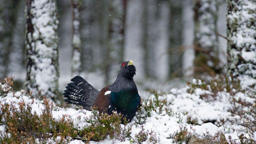 A capercaillie bird in a snowy scottish forest